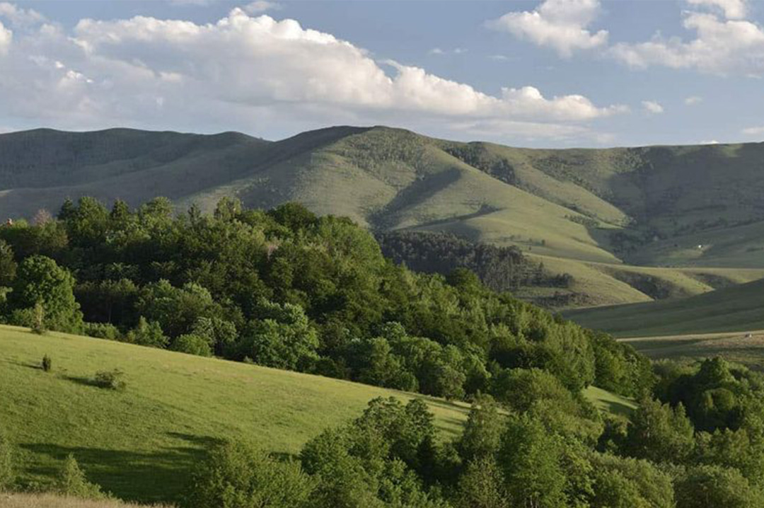 Istorija Rakije u Srbiji